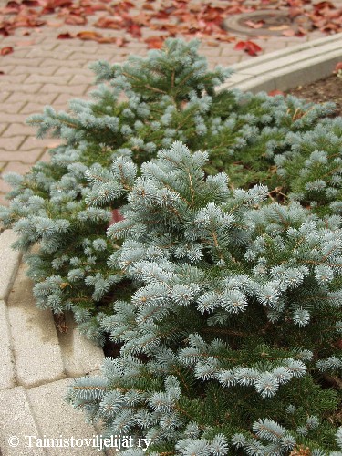 Picea pungens 'Glauca Globosa'